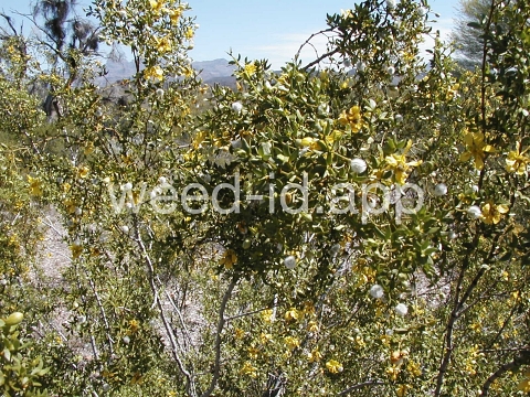 creosotebush